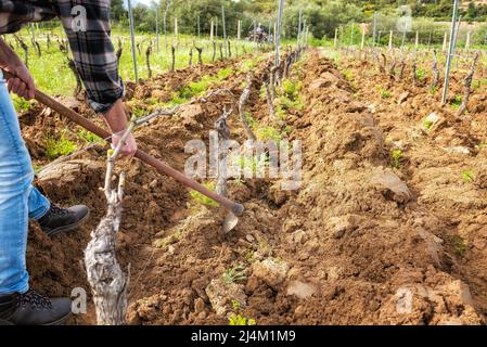 Farmer with the hoe frees the base of the plants of a vineyard from the earth and weeds after plowing with the tractor. Agricultural industry, winery. Stock Photo