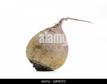 Single organic beet plant isolated on white background. Delicious homegrown beet vegetable Stock Photo