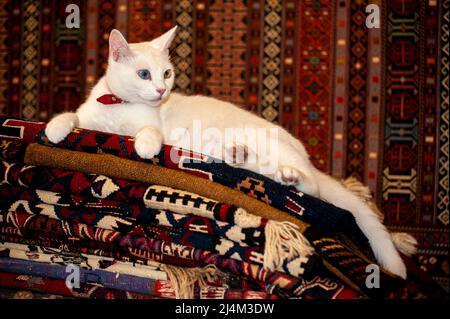 Beautiful Armenian Breed Van Cat with unique blue and yellow eyes laying on top of turkish carpets in a shop in  Ephesus, Turkey.