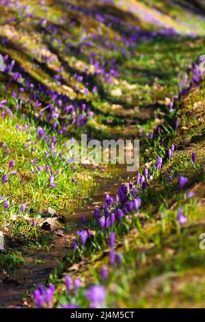 beautiful nature background in spring. crocus flowers on a hump of forest glade; crocus, background Stock Photo