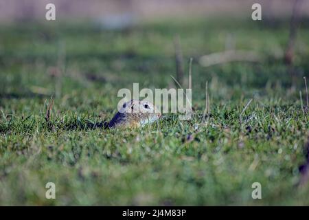 The European ground squirrel (Spermophilus citellus) also known as the European souslik sticking his head out of the burrow. Photo taken on 27th of Ma Stock Photo