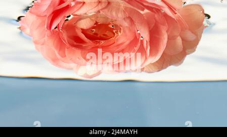 Beautiful bright flowers in clear water. Stock footage. Light saturated buds that are inserted into clear water and twisted around themselves. Stock Photo