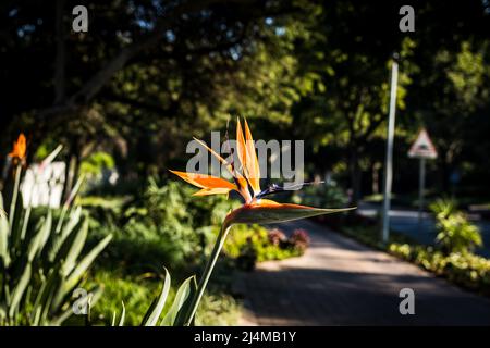 Orange blooming Strelitzia reginae also known as the crane flower or bird of paradise Stock Photo