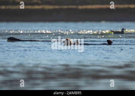 California Sea Otters, Enhydra lutris nereis Stock Photo