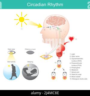 Circadian Rhythm. Diagram human body physical, mental, and behavioural changes that follow a 24-hour cycle. Stock Vector