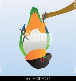 A vector illustration of a  black headed caique (also known as black headed parrot, black-capped parrot or pallid parrot) hanging upside down on one Stock Vector