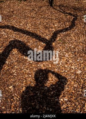 The shadow of an old bent and twisted tree falls on the ground in woodland, Worcestershire, England. Stock Photo