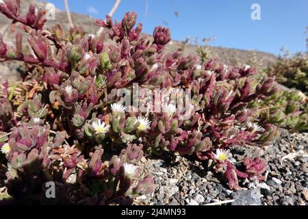 Salzpflanze Mesembryanthemum nodiflorum - blühende Pflanze, Fuerteventura, Spanien, Morro Jable Stock Photo