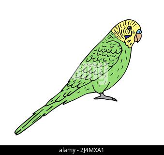 Vector hand drawn doodle sketch colored budgie parrot isolated on white background Stock Vector