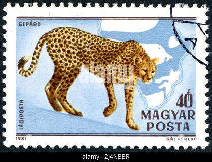 HUNGARY - CIRCA 1981: Postage stamp printed in Hungary, showing Cheetah (Acinonyx jubatus), circa 1981 Stock Photo