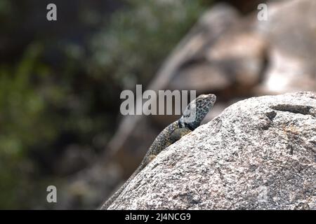 Closeup of an Arizona lizard sunning itself on a rock Stock Photo