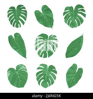Tropical leaves set in watercolor and hand drawn style. Stock Vector