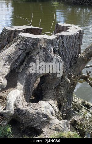 Old tree stump beside a river Stock Photo