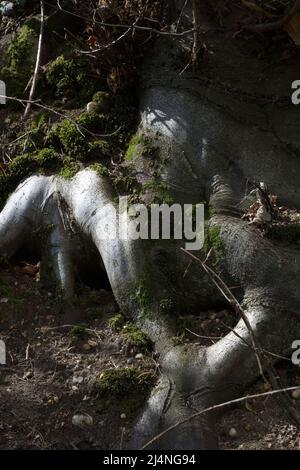 Exposed tree roots Stock Photo