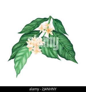 Coffee plant with beans and flowers, Coffea arabica. Handcolored  copperplate engraving of a botanical illustration by J. Schaly from G. T.  Wilhelm's "Unterhaltungen aus der Naturgeschichte" (Encyclopedia of Natural  History), Vienna, 1817.