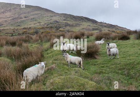 Mealagh Valley, Bantry, Cork, Ireland. 16th April, 2022. Sheep, wandering on a mountain in the Mealagh Valley, Bantry, Co. Cork, Ireland.  - Credit; David Creedon / Alamy Live News Stock Photo