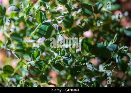 Pea microgreens on background, top view, close up. Seed germination at home. Sprouting micro greens. Vegan and healthy eating concept. Organic food Stock Photo