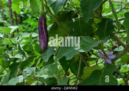 Close up of a purple Eggplant flower with the leaves in the garden Stock Photo