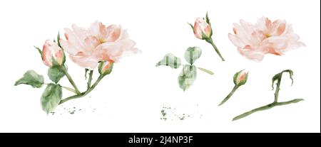 Set of rose watercolor elements isolated on white background. Botanical illustration collection of bouquet, flower, buds, leaves, and branches. Stock Vector