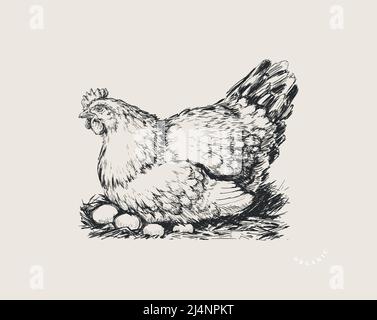 Chicken in the Nest. Organic. Fresh. Farm. Eggs packaging design concept. Sketch Vector Hand drawn Illustration Stock Vector