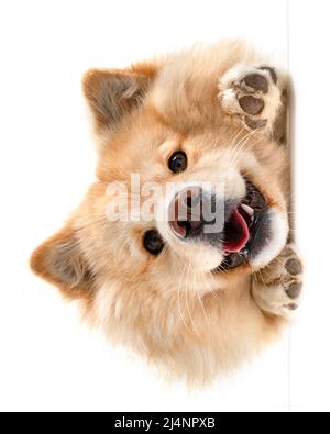 Cream Finnish Lapphund dog head shot, with mouth open showing bottom ...