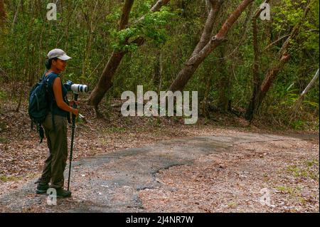 A female nature tourist is walking on a trail in the rainforest of Metropolitan park, Panama City, Republic of Panama, Central America. Stock Photo