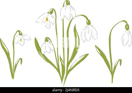 Snowdrops early spring flower botanical hand drawn vector illustration set isolated on white. Vintage romantic forest wildflower florals curiosity cabinet aesthetic print.  Stock Vector