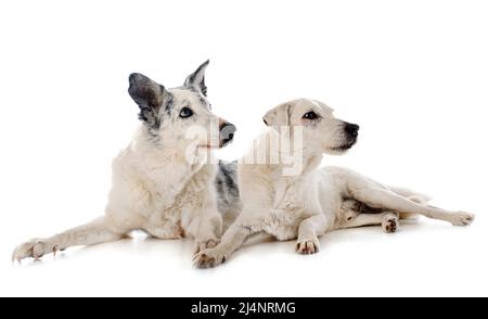 parson russell terrier and border collie in front of white background Stock Photo