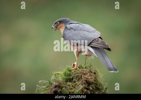 A close up of a feeding male sprrowhawk perched on top of a lichen covered tree trunk Stock Photo