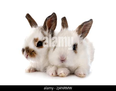 young miniature rabbits in front of white background Stock Photo