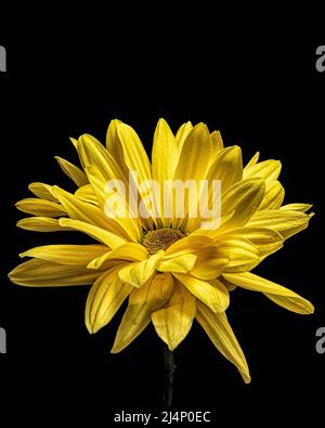 Yellow Daisy Stock Photo