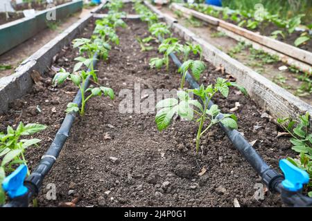 Beds with tomato seedlings with automatic watering system Stock Photo