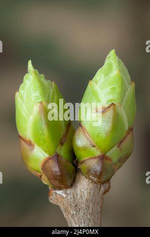 Lilac (Syringa vulgaris) flower buds in springtime Stock Photo