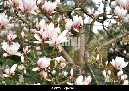 Close up of magnolia tree flowers background. Blooming in spring  Stock Photo