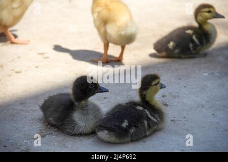 Yellow and striped Ducklings together Stock Photo