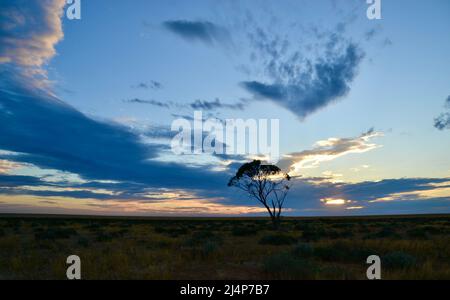 Beautiful sunrise at dawn with stunning colorful sky in the flat outback Australian bush with a single tree in silhouette Stock Photo