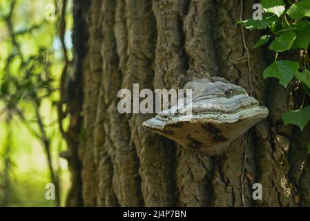 A polypore on a trunk tree Stock Photo