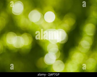 Bokeh green background Stock Photo