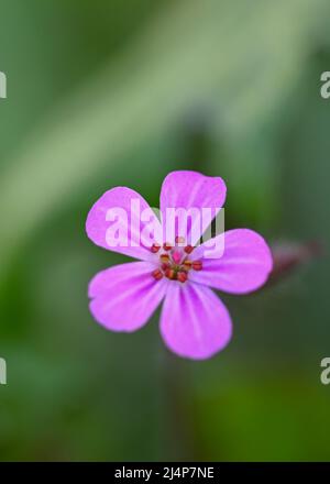 Beautiful close-up of a wild geranium Stock Photo