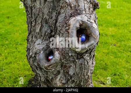 Chocolate Easter eggs hidden in hollows or holes of a tree trunk in a garden for Easter egg hunt, Easter time, UK Stock Photo