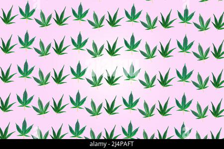 Pattern with Cannabis or hemp leafs on pink background Stock Photo