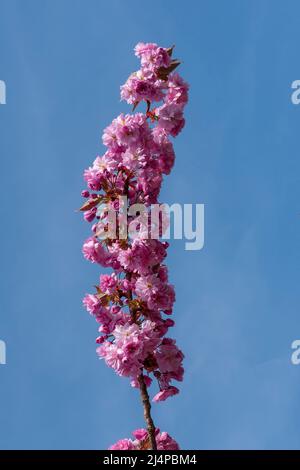 Flowering cheery tree blossom. Stock Photo