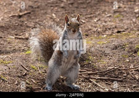 Grey squirrel stands on its hind ;egs Stock Photo