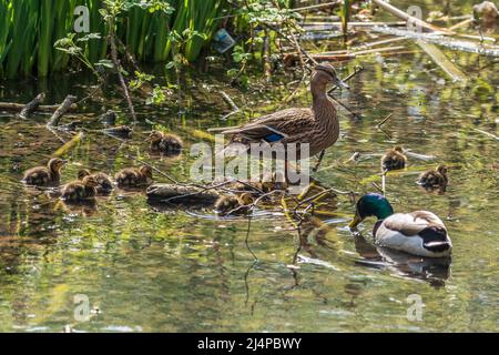 A family of mallard ducks on a pond. Stock Photo