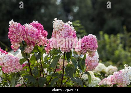 Hydrangea paniculata Vanille Fraise on a stem Stock Photo