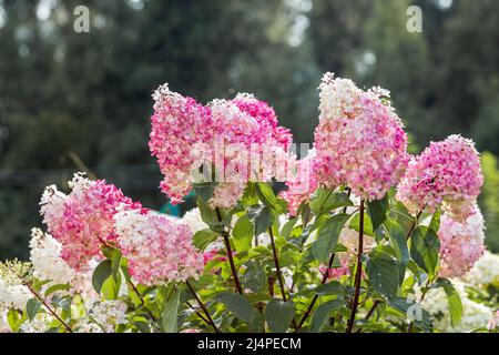 Hydrangea paniculata Vanille Fraise on a stem Stock Photo
