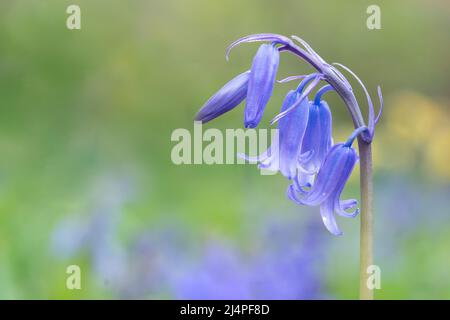 Bluebells in Southampton Old Cemetery Stock Photo