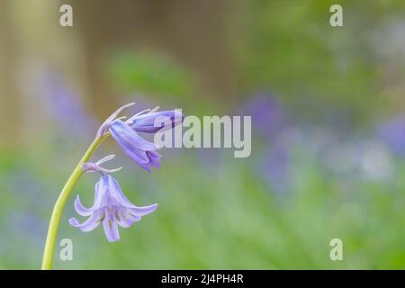 Bluebells in Southampton Old Cemetery Stock Photo