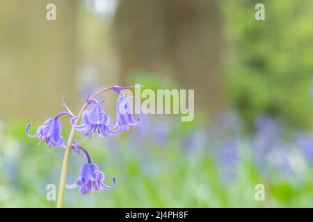 Bluebells in Southampton Old Cemetery Stock Photo