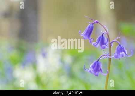Bluebells in Southampton Old Cemetery Stock Photo